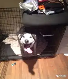 哈士奇的二,很大程度都体现在它们的表情上面