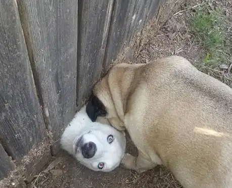 狗狗们出糗的这些瞬间,超好笑