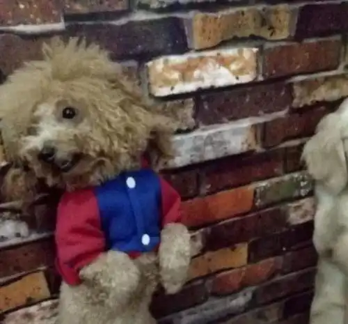 泰迪真心讨厌你的六个迹象,如果超过两个,说明它很嫌弃你了