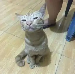 网友的家里闯进条蛇,结果被猫咬死后,猫竟然露出这副表情...