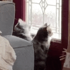 我不辛苦,命苦丨第191期喵表情