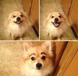 网友恶搞为狗狗画眉似人类表情丰富引爆笑