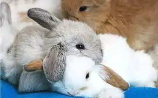 门票免费烤全羊水上乐园全都免费宁夏亲子露营节即将开启