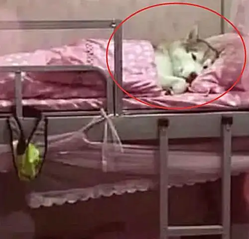 如果不是查寝,真不知道大学寝室里,竟有这般卧虎藏龙的人才