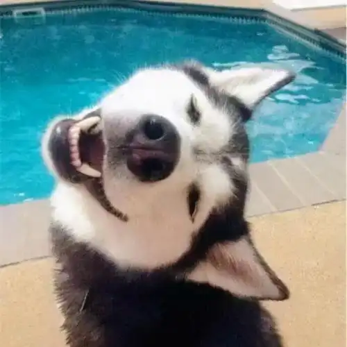 胆大包天哈士奇在警局闹事,警察蜀黍直呼想打110