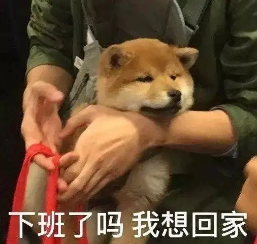 刘昊然抱狗视频走红,网友们集体心疼柴柴要被挤屎啦