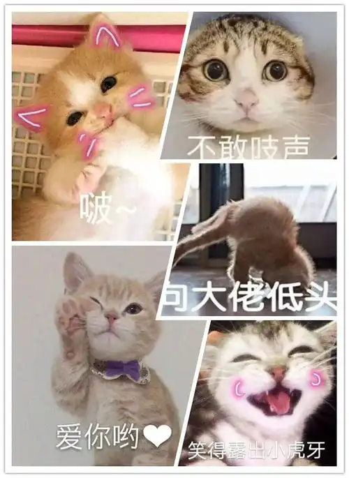 high表情包被官