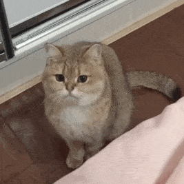 拿来吧你丨第172期喵表情