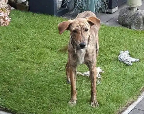 路边看见只走路姿势怪异的狗,下去一探究竟,狗狗一表情我哭了