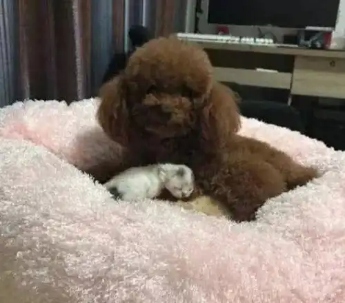 泰迪狗狗想当妈妈,偷偷叼了一只小奶猫,搞怪一幕笑翻了