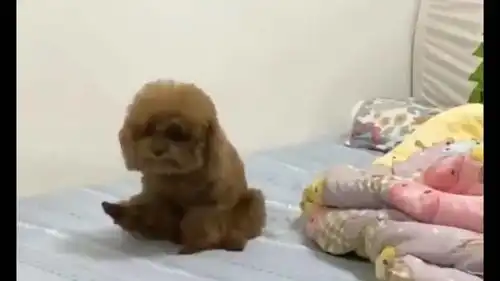 搞笑视频泰迪果然是神奇的动物,一顿操作把人看懵