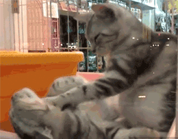 可以,这很12星座