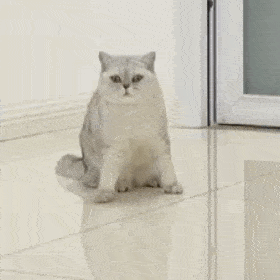 拿来吧你丨第172期喵表情