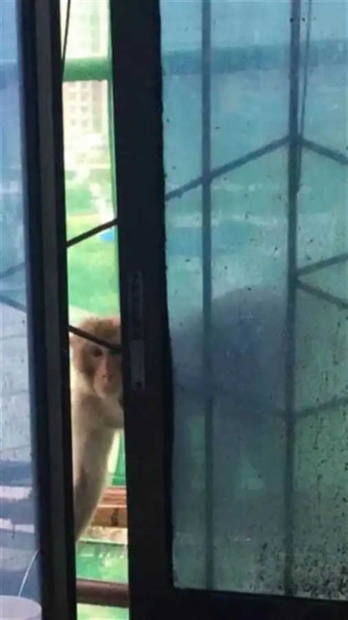 猴子闯入贵阳一居民家中偷吃,屋主龇牙咧嘴比我还凶