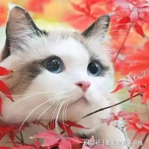 你不发威,学生真以为你是病猫,现在知道一切行动听指挥了吧