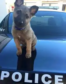 第一天上班的小警犬,那可爱的表情简直要萌化了