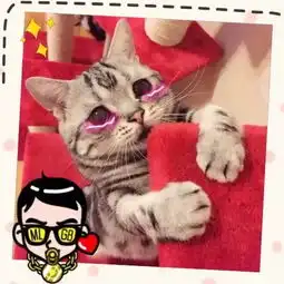 昂你介样看着俺也木用啊俺也木有猫粮啊谁让你不是俺滴小猫沉落的和弦的美拍