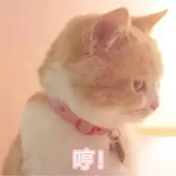 猫咪表情包劳资的心,收好