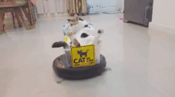 爆笑gif妹子吃个柠檬,你怎么会是这种表情