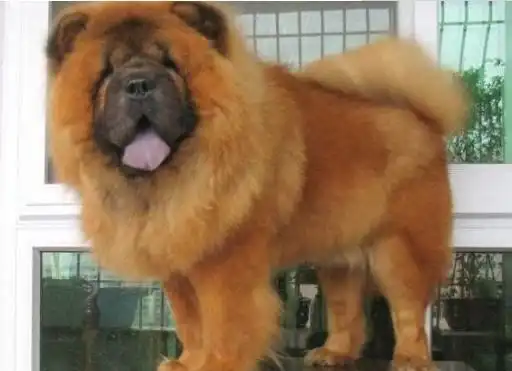 松狮有人喂养吗虽然有很多缺点可就是很可爱啊