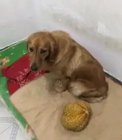 狗狗偷吃肉,主人不仅没惩罚还拿榴莲给它吃,金毛表情让人笑哭