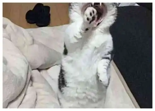 铲屎官忘记喂猫粮,醒来发现折耳猫站在床头,表情把主人吓哭