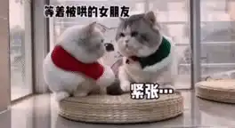 表情包丨招摇搞笑表情包动图gif丨快手表情包图片