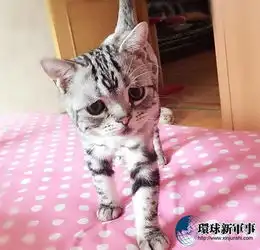 世界上最悲伤的猫我就是不开心你快点来哄我