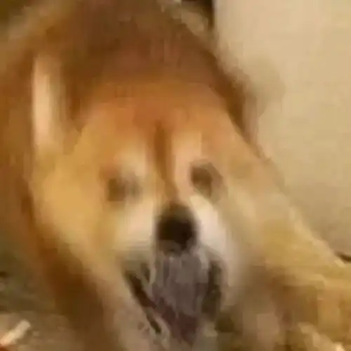 悉大week5惨案duetime你以为只有你难受,教授们也都要自闭了好吗正确示范100种用论文逼死教授的方法