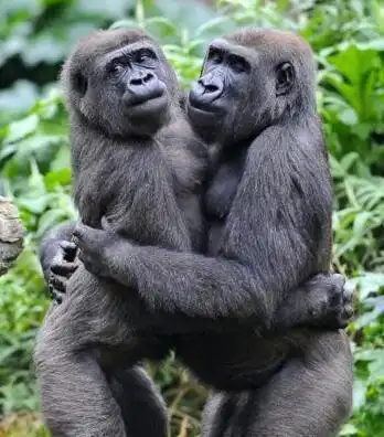 两只大猩猩第一次见面,竟用独特行为来介绍彼此有个性