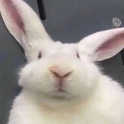 恶搞兔子表情包兔宝宝