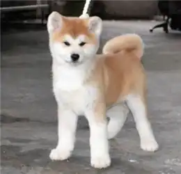 内江哪里卖秋田哈士奇价格便宜售后保障