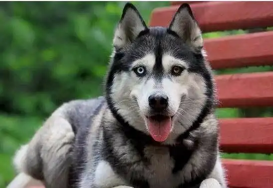 主人玩王者荣耀不理哈士奇,遭其不满一顿乱咬