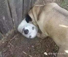 汪星人最想烧毁的20张照片