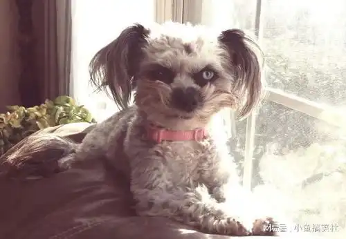 一张汪星人的可爱照片,却被认为像恐怖片,只因狗子表情太吓人