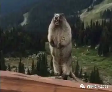 明天上午1130,马小家族免费送宣酒