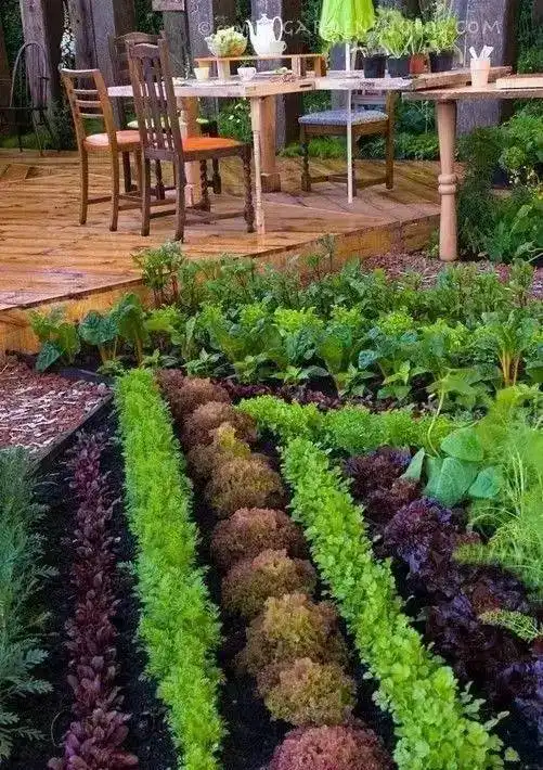 对不起,我要去种菜了搜狐旅游搜狐网