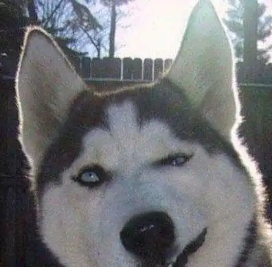 表情帝哈士奇最新表情包,一只内心全在脸上的狗