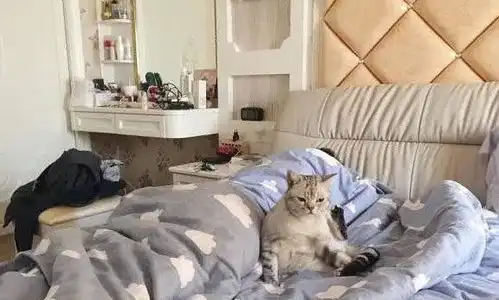 猫咪钻进主人的被窝,却被主人无情的赶出来,猫咪表情让人笑坏了