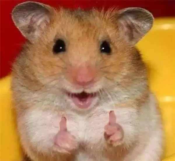 男子买猫咪回家,第一件事竟是对猫咪做这个,网友看了都瞬间羞愧