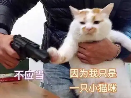 小期待表情包小猫咪