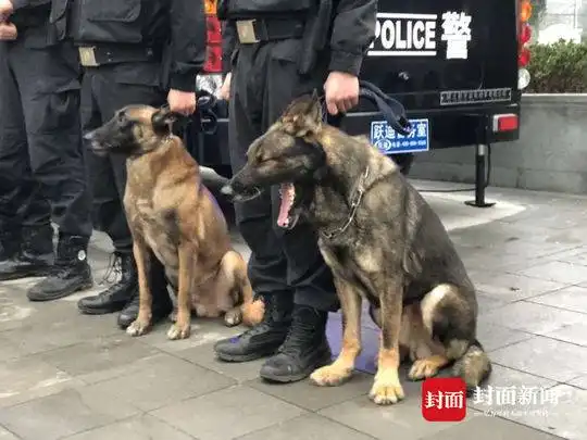 表情萌爆了宜宾五岁半警犬执勤时打哈欠被抓拍原来是太累了宜宾新闻四川...表情