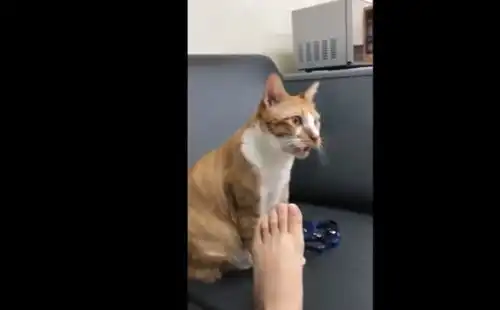 猫咪闻主人脚,露出惊呆的表情这不是小鱼干的味道