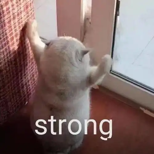 四六级考前宝典,来啦