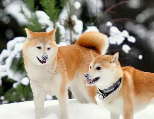 主人病逝后,秋田经常仰天长啸,还流下了思念的泪水