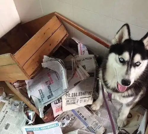 搞笑视频哈士奇表情包