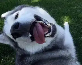 二哈纯不纯,关键看这6点....