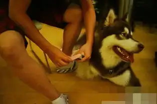 独家王思聪确认进军娱乐圈透露会签更多新人