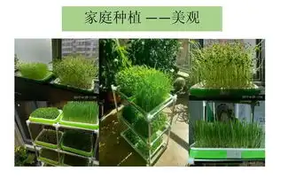 连安迪都开始种菜了5月28日你确定不来