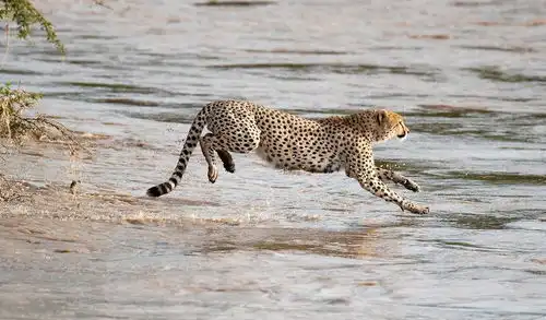 河里有鳄鱼,猎豹过河超心慌,游到一半全都面目狰狞